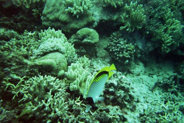 001_GREAT_BARRIER_REEF_001.jpg