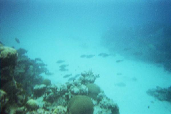 005_GREAT_BARRIER_REEF_005.jpg