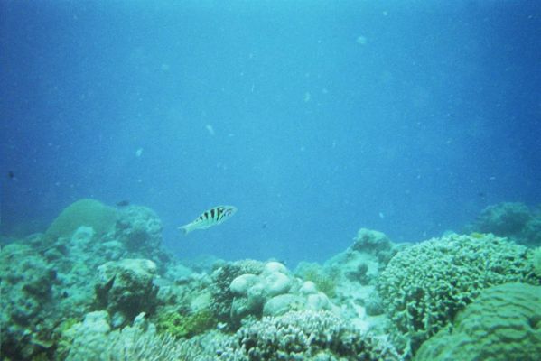 009_GREAT_BARRIER_REEF_009.jpg