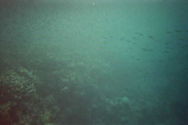 019_GREAT_BARRIER_REEF_019.jpg