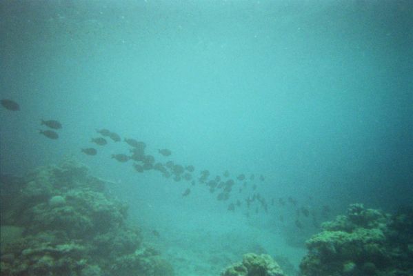 021_GREAT_BARRIER_REEF_021.jpg