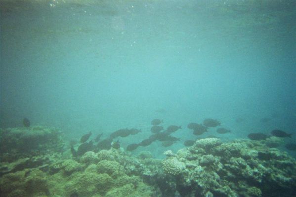 022_GREAT_BARRIER_REEF_022.jpg