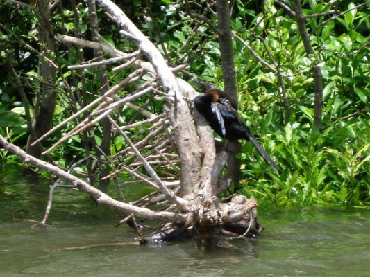 077_DAINTREE_RIVER_011.JPG