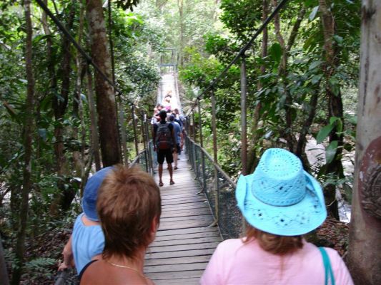 082_DAINTREE_RAIN_FOREST_001.JPG