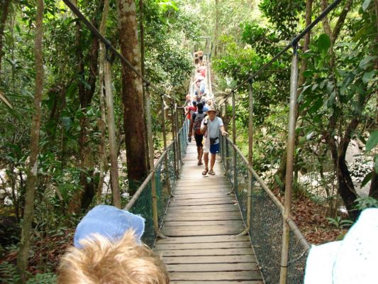 083_DAINTREE_RAIN_FOREST_002.JPG