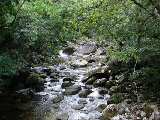 084_DAINTREE_RAIN_FOREST_003.JPG