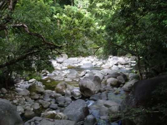 085_DAINTREE_RAIN_FOREST_004.JPG