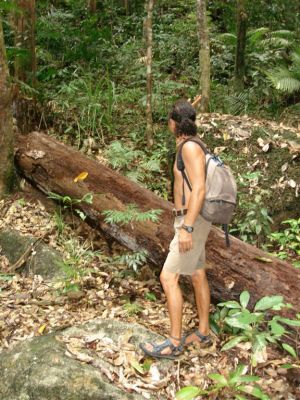 087_DAINTREE_RAIN_FOREST_006.JPG