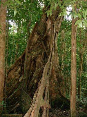 089_DAINTREE_RAIN_FOREST_008.JPG