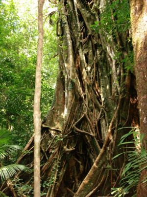 090_DAINTREE_RAIN_FOREST_009.JPG