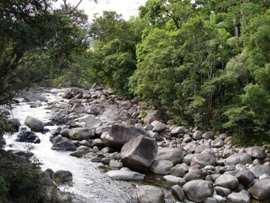 095_DAINTREE_RAIN_FOREST_014.JPG