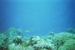 009_GREAT_BARRIER_REEF_009.jpg