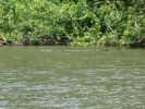 069_DAINTREE_RIVER_003.JPG