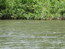 070_DAINTREE_RIVER_004.JPG