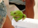 076_DAINTREE_RIVER_010.JPG