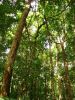 088_DAINTREE_RAIN_FOREST_007.JPG