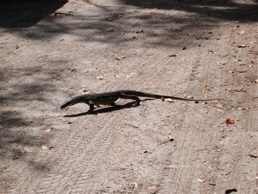 028_FRASER_ISLAND_010.JPG