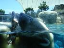 008_SEA_WORLD_007.JPG